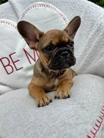 Female, a female French Bulldog for sale in Wellington, FL – Photo 1 of 2