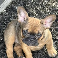 Female, a female French Bulldog for sale in Wellington, FL – Photo 1 of 2