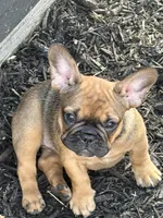 Female, a female French Bulldog for sale in Wellington, FL – Photo 2 of 2