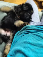 G-Girl, a female German Shepherd Dog for sale in Lorida, FL – 5 of 9