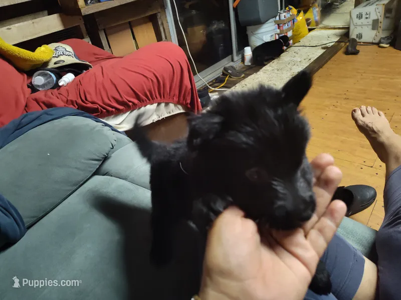 R - GIRL – German Shepherd Dog puppy for sale in Lorida, FL