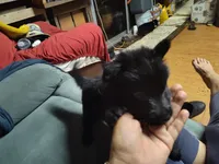 R - GIRL, a female German Shepherd Dog for sale in Lorida, FL – 1 of 5