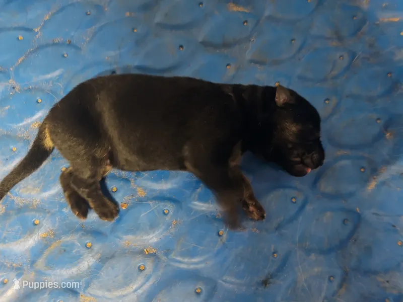 B - BLUE BOY – German Shepherd Dog puppy for sale in Lorida, FL