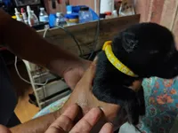 O- Girl , a male German Shepherd Dog for sale in Lorida, FL – 4 of 7