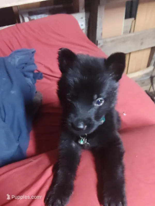 P- Boy – German Shepherd Dog puppy for sale in Lorida, FL