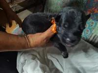 I-GIRL, a female German Shepherd Dog for sale in Lorida, FL – 2 of 7