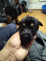 K - Girl , a female German Shepherd Dog for sale in Lorida, FL – 1 of 5