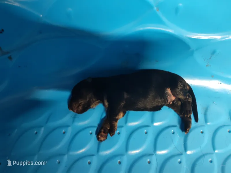 Boy – German Shepherd Dog puppy for sale in Lorida, FL