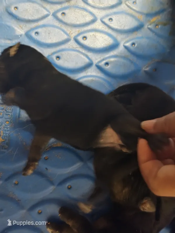 Girl  – German Shepherd Dog puppy for sale in Lorida, FL