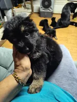 G-Girl, a female German Shepherd Dog for sale in Lorida, FL – 3 of 9