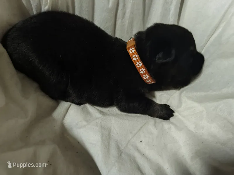G-Girl – German Shepherd Dog puppy for sale in Lorida, FL