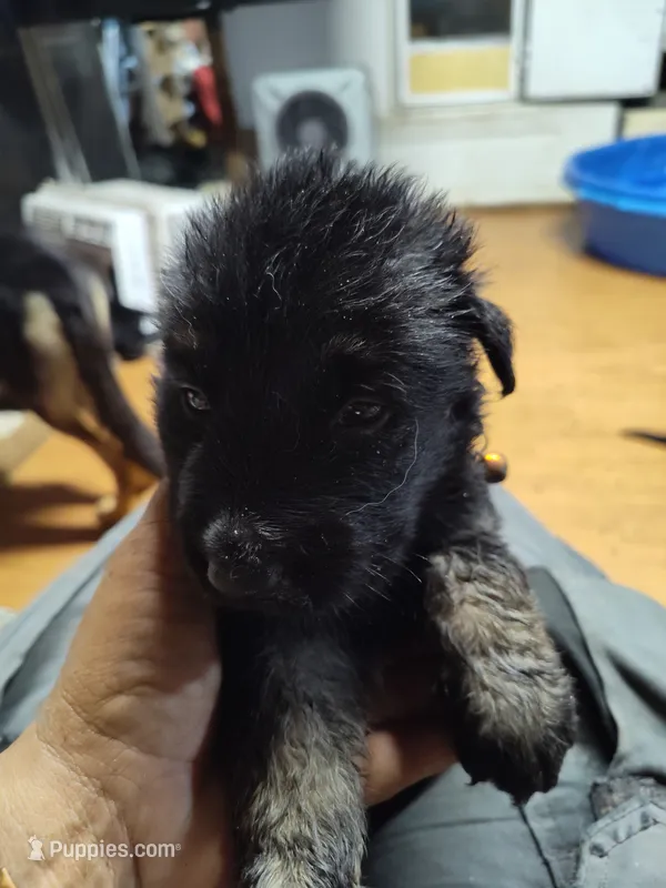 E-GIRL – German Shepherd Dog puppy for sale in Lorida, FL