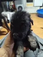 E-GIRL, a male German Shepherd Dog for sale in Lorida, FL – 1 of 6