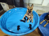 G-Girl, a female German Shepherd Dog for sale in Lorida, FL – 8 of 9