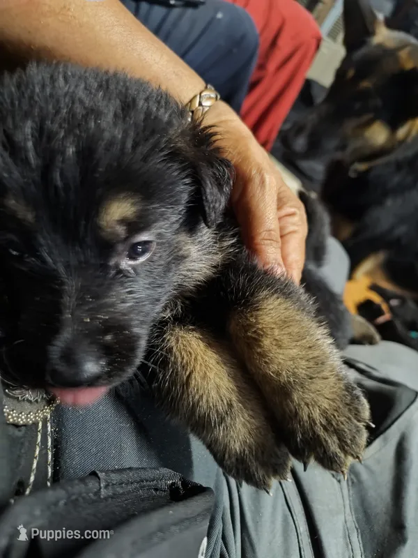 C - BOY – German Shepherd Dog puppy for sale in Lorida, FL