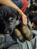 C - BOY, a male German Shepherd Dog for sale in Lorida, FL – 1 of 5