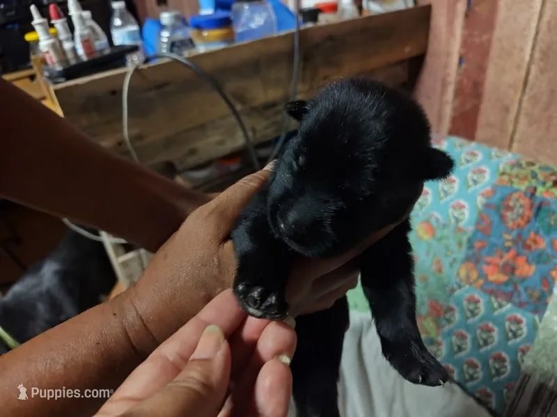 P- Boy – German Shepherd Dog puppy for sale in Lorida, FL