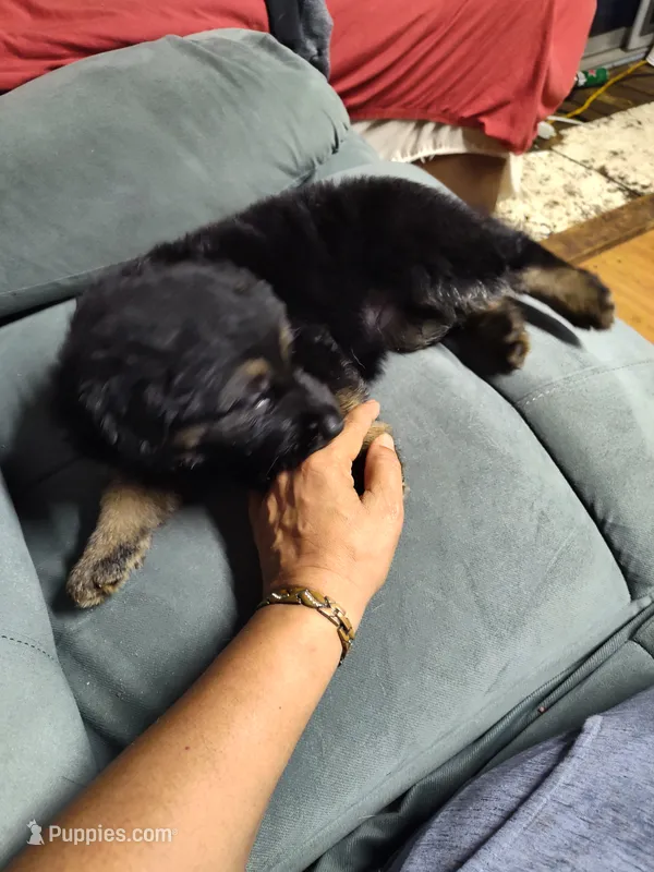 G-Girl – German Shepherd Dog puppy for sale in Lorida, FL