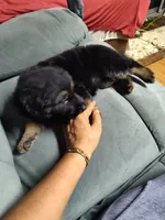 G-Girl, a female German Shepherd Dog for sale in Lorida, FL – 1 of 9