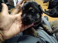 I-GIRL, a female German Shepherd Dog for sale in Lorida, FL – 2 of 6
