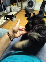 G-Girl, a female German Shepherd Dog for sale in Lorida, FL – 4 of 9