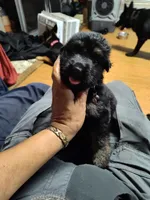 G-Girl, a female German Shepherd Dog for sale in Lorida, FL – 2 of 9