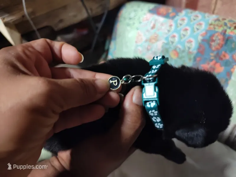 P- Boy – German Shepherd Dog puppy for sale in Lorida, FL