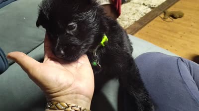 R - GIRL, a female German Shepherd Dog for sale in Lorida, FL – 5 of 5