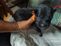 E-GIRL, a male German Shepherd Dog for sale in Lorida, FL – 5 of 7