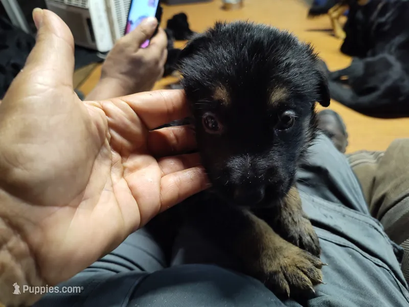 I-GIRL – German Shepherd Dog puppy for sale in Lorida, FL