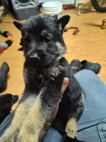 L - Boy, a male German Shepherd Dog for sale in Lorida, FL – 1 of 9