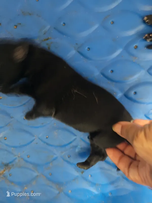 Girl  – German Shepherd Dog puppy for sale in Lorida, FL
