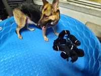 I-GIRL, a female German Shepherd Dog for sale in Lorida, FL – 6 of 7