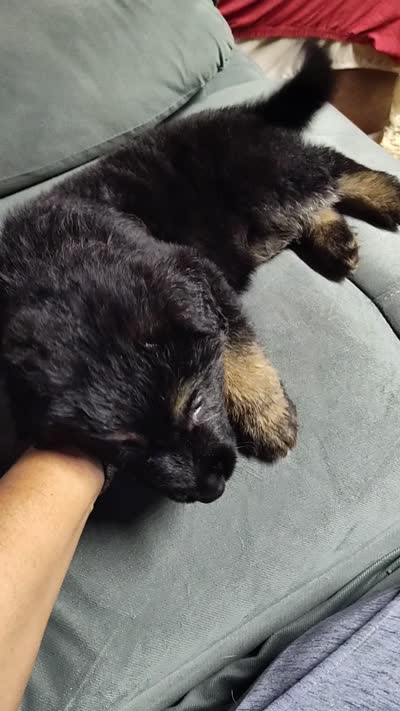 G-Girl, a female German Shepherd Dog for sale in Lorida, FL – 9 of 9