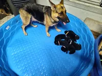 E-GIRL, a male German Shepherd Dog for sale in Lorida, FL – 7 of 7