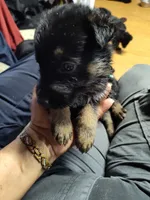 L - Boy, a male German Shepherd Dog for sale in Lorida, FL – 8 of 9