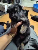 N- Girl , a female German Shepherd Dog for sale in Lorida, FL – 1 of 4