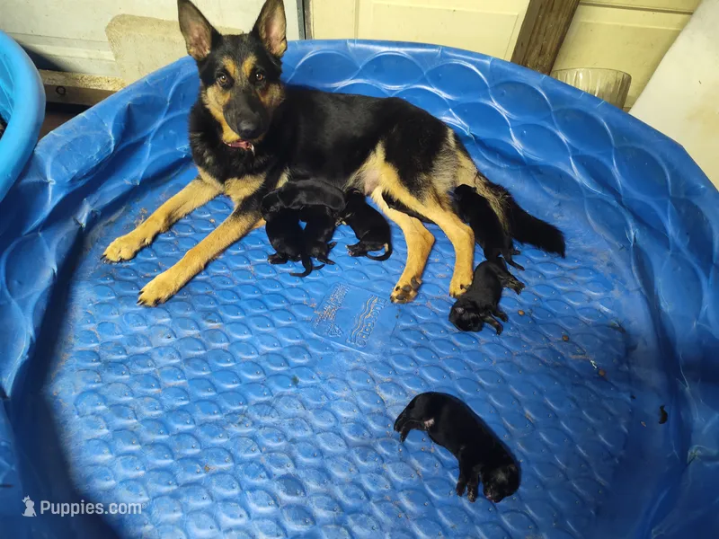 Blue – German Shepherd Dog puppy for sale in Lorida, FL