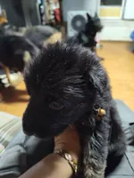 E-GIRL, a male German Shepherd Dog for sale in Lorida, FL – 3 of 6