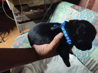 B - BLUE BOY, a male German Shepherd Dog for sale in Lorida, FL – 4 of 6