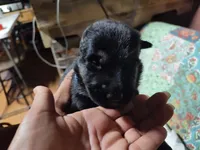 B - BLUE BOY, a male German Shepherd Dog for sale in Lorida, FL – 2 of 6