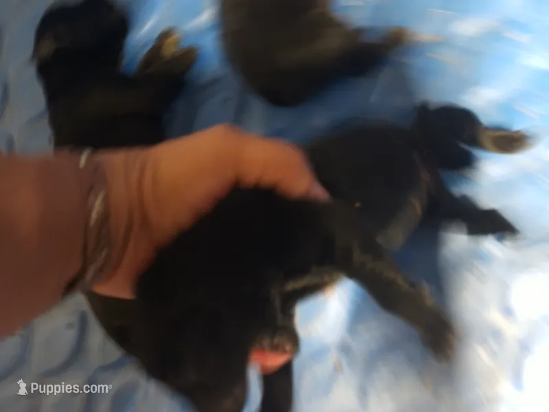 Boy – German Shepherd Dog puppy for sale in Lorida, FL