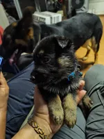 L - Boy, a male German Shepherd Dog for sale in Lorida, FL – 9 of 9