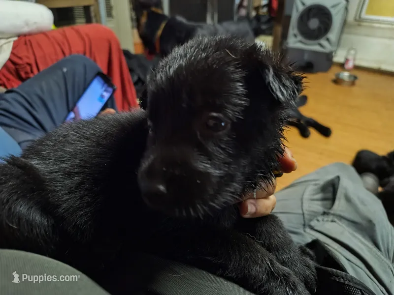 O- Girl  – German Shepherd Dog puppy for sale in Lorida, FL