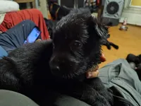 O- Girl , a female German Shepherd Dog for sale in Lorida, FL – 1 of 6