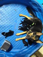 K - Girl , a female German Shepherd Dog for sale in Lorida, FL – 6 of 7