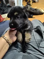 C - BOY, a male German Shepherd Dog for sale in Lorida, FL – 2 of 5