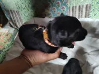 G-Girl, a female German Shepherd Dog for sale in Lorida, FL – 4 of 5
