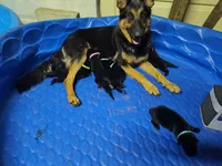 P- Boy, a male German Shepherd Dog for sale in Lorida, FL – 4 of 5