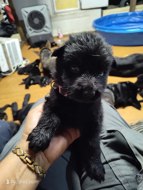 M- Girl  – German Shepherd Dog puppy for sale in Lorida, FL